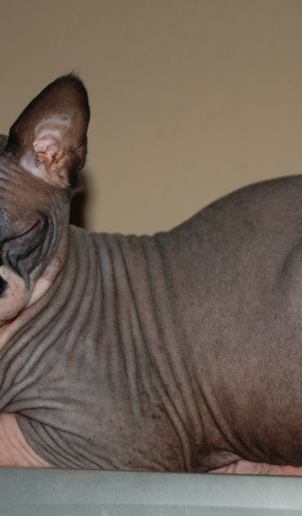 Лысая кошка сфинкс