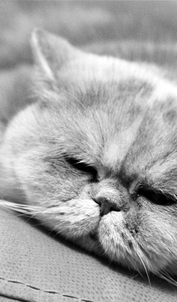 Спящий котик