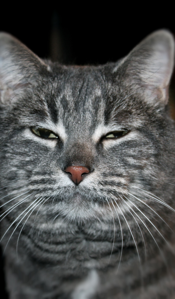 Сонный котик