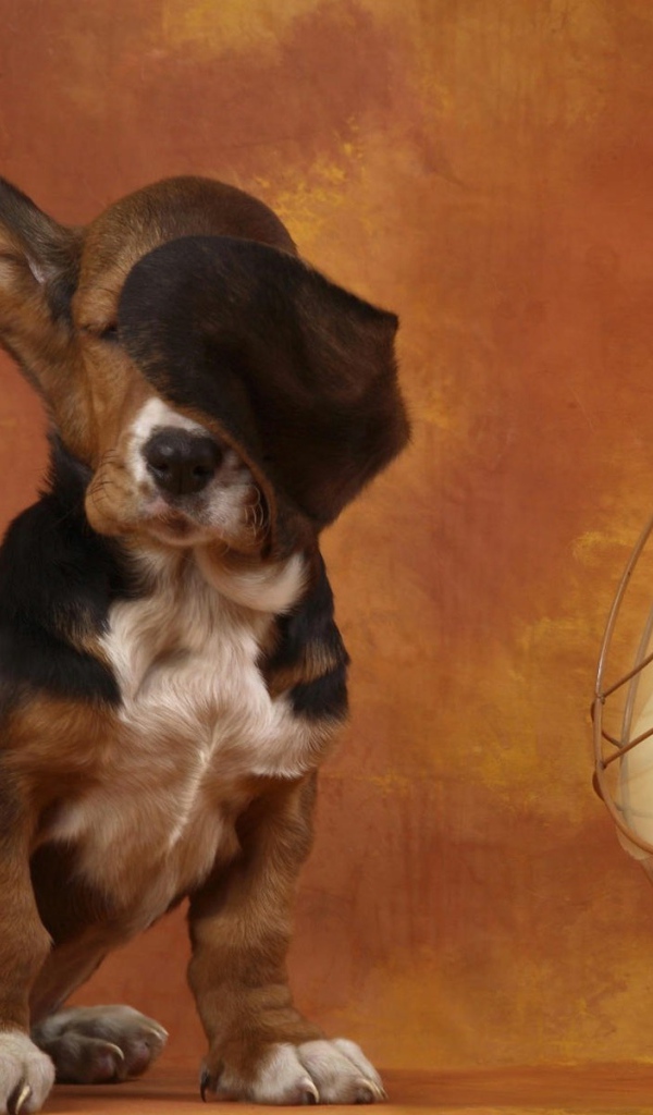 Бассет-хаунд и вентилятор