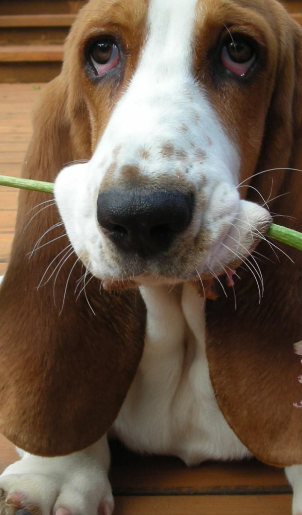 Бассет-хаунд дарит цветок