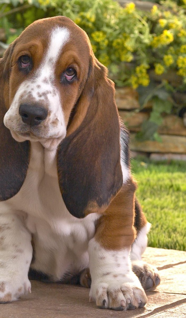 Бассет-хаунд на фоне цветов