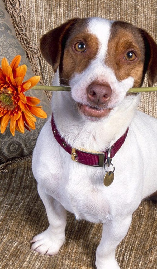 Цветок для любимой хозяйки