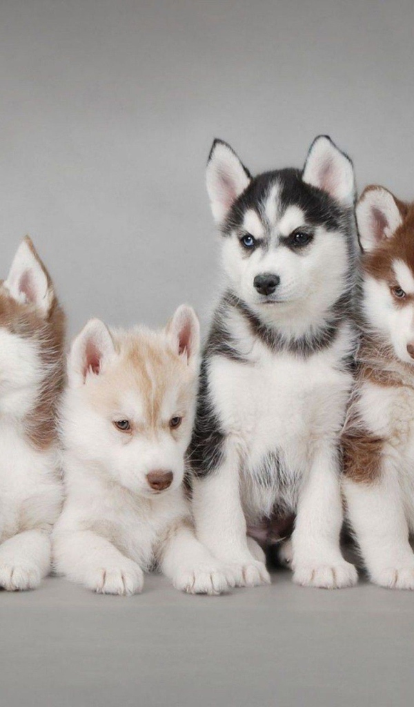 Много сибирских хаски