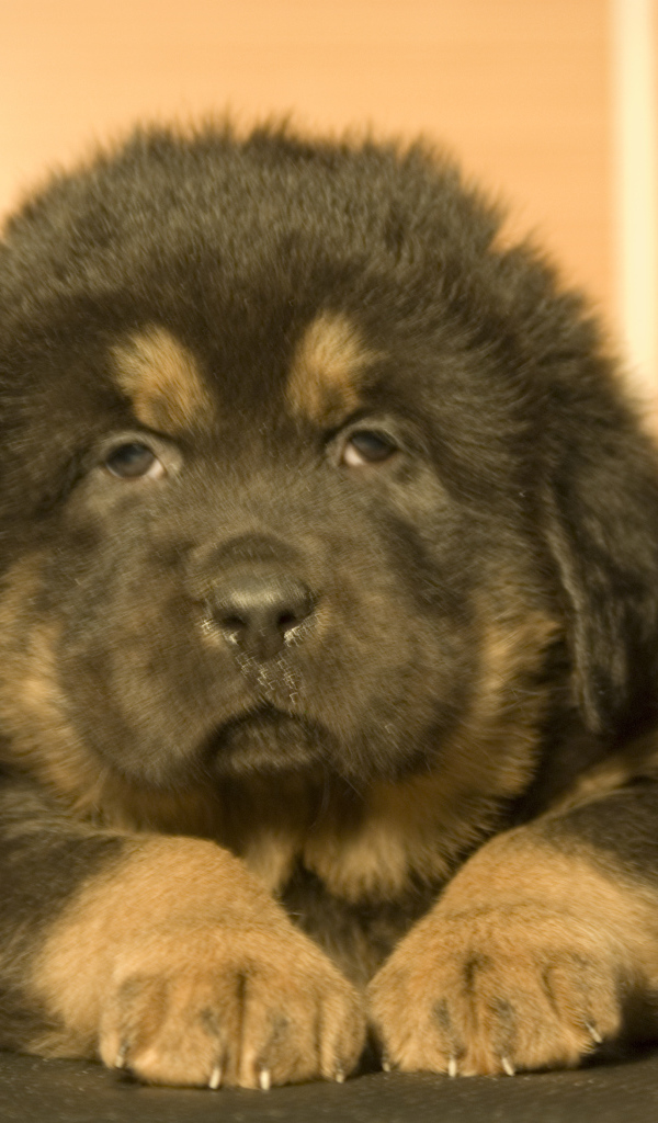 Прелестный маленький тибетский мастиф