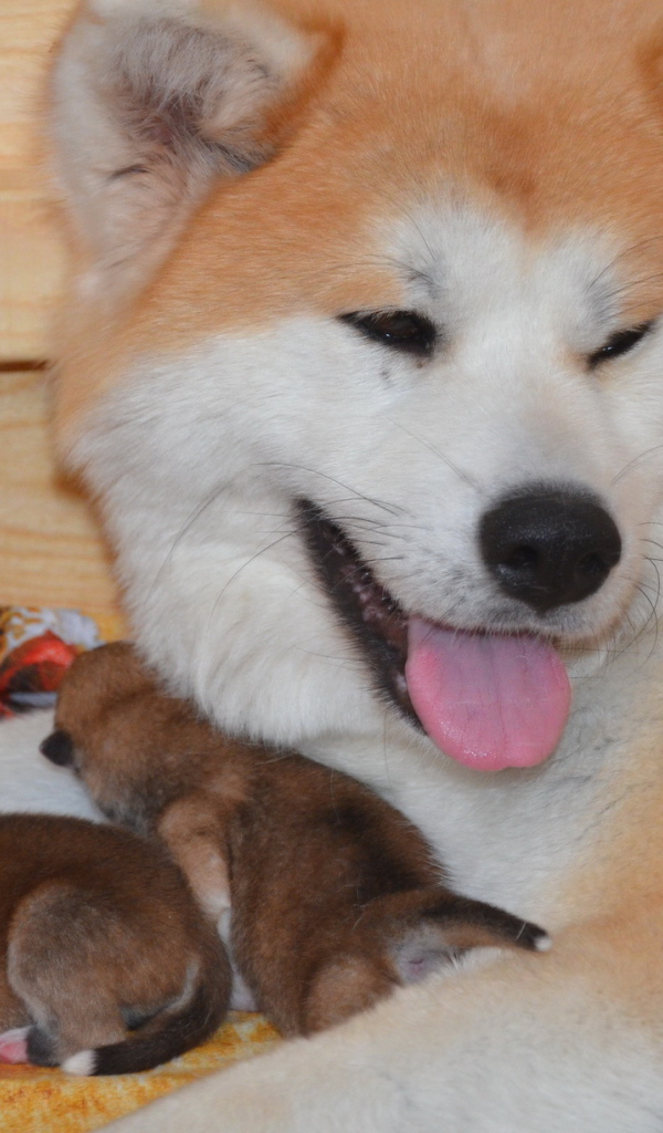 Взрослая акита-ину и её щенки