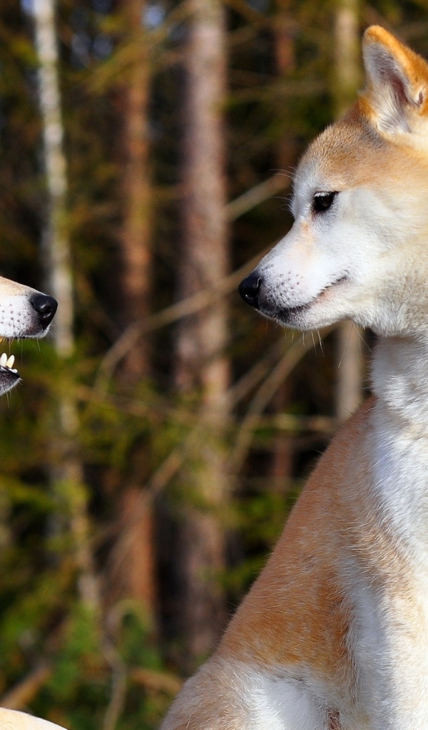 Взрослые акита-ину играют