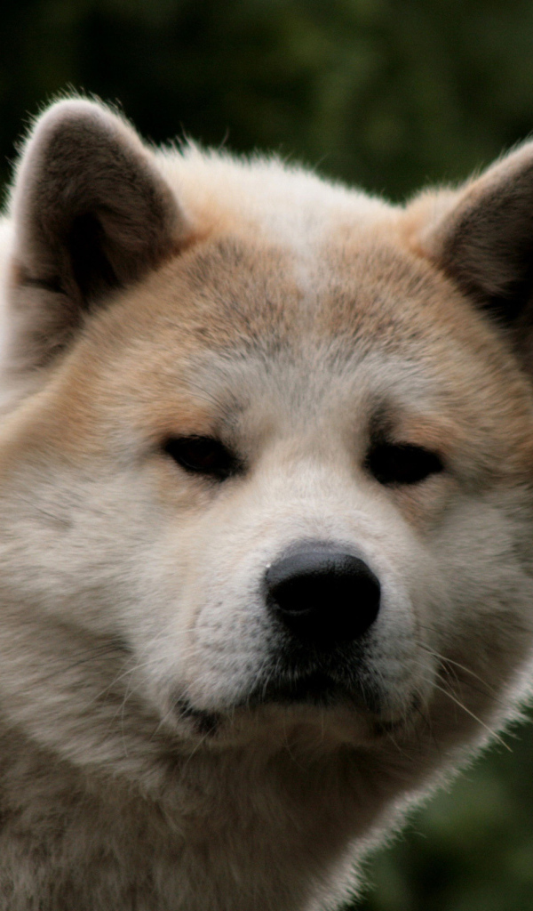 Взрослая акита-ину засмотрелась