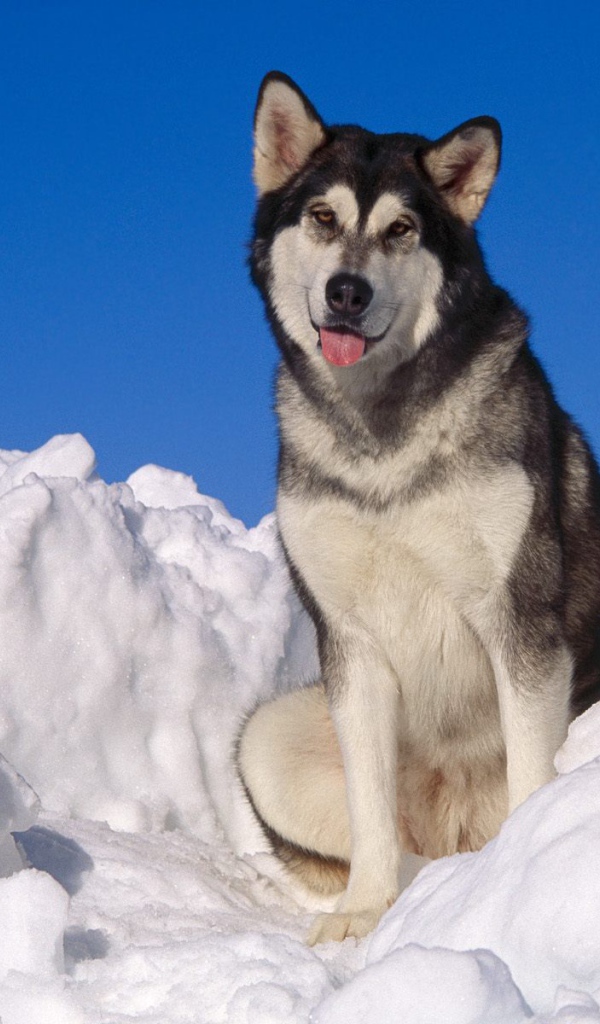 Взрослый аляскинский маламут в снегу
