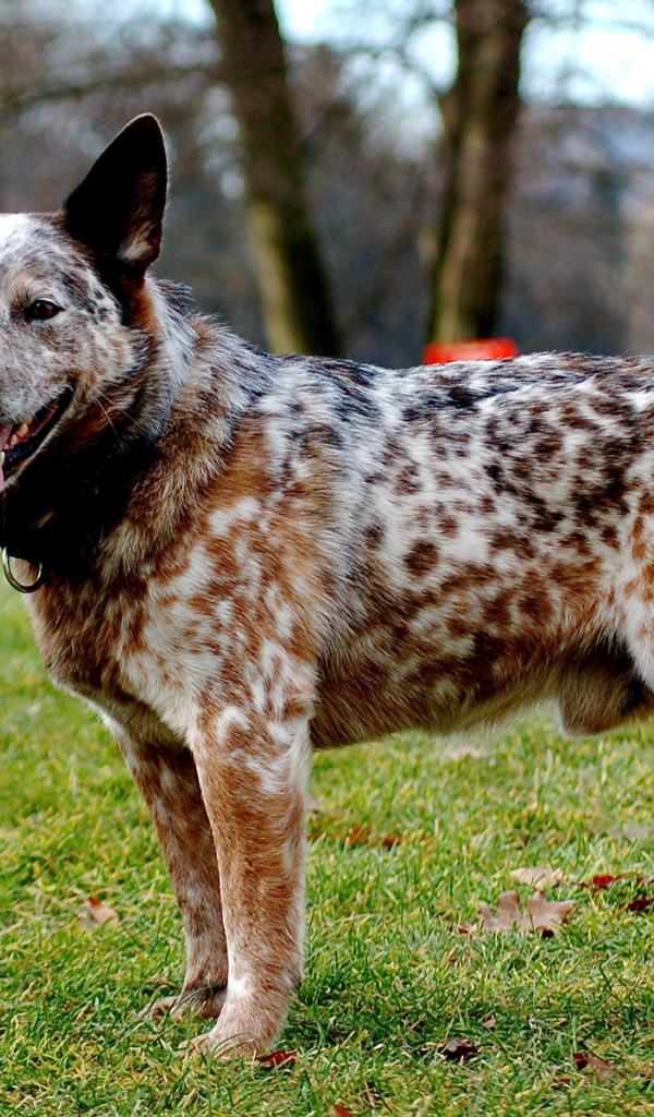 Взрослая австралийская пастушья собака