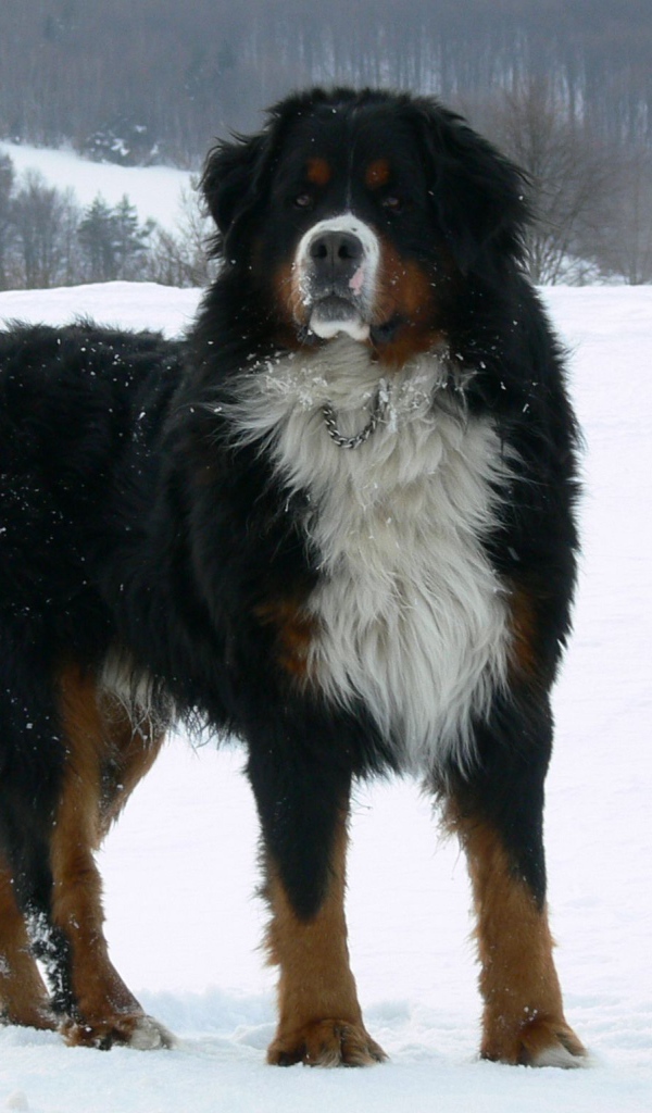 Взрослая бернская пастушья собака на снегу