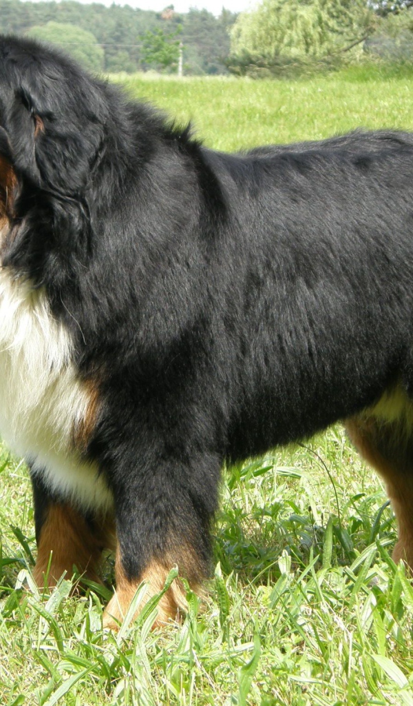 Взрослая бернская пастушья собака стоит в траве