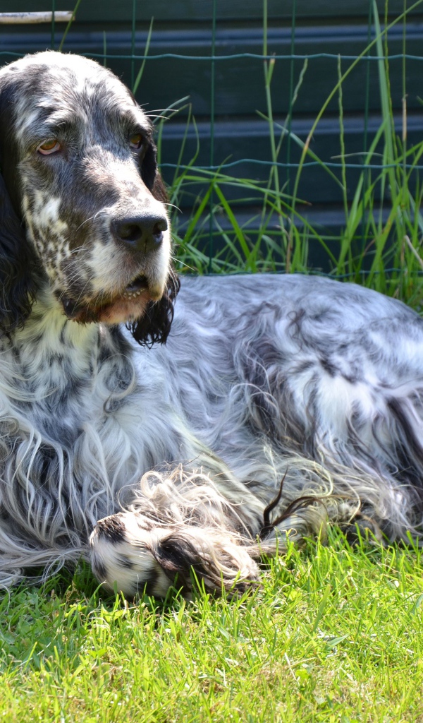 Взрослый английский сеттер
