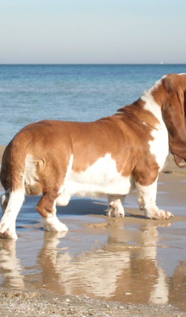 Взрослый бассет-хаунд возле моря