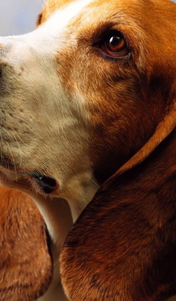 Взрослый бассет-хаунд на голубом фоне