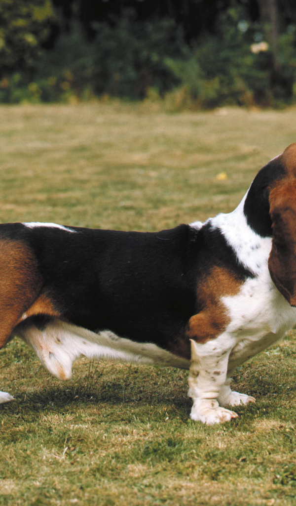 Взрослый бассет-хаунд на прогулке