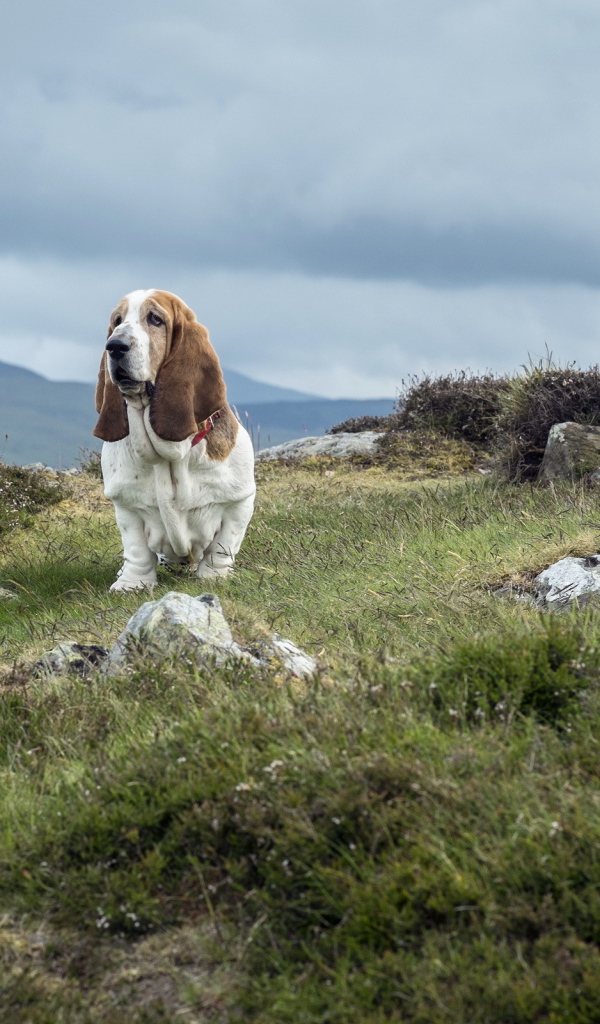 Взрослый бассет-хаунд на скалах