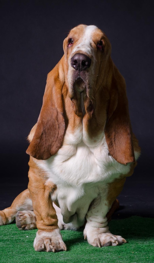 Взрослый бассет-хаунд позирует на тёмном фоне