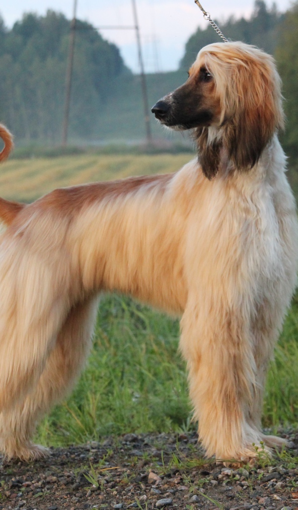 Взрослая красивая афганская борзая