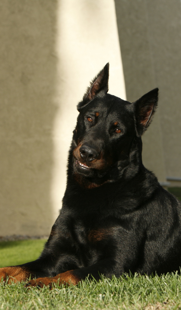 Взрослый красивый босерон лежит на газоне