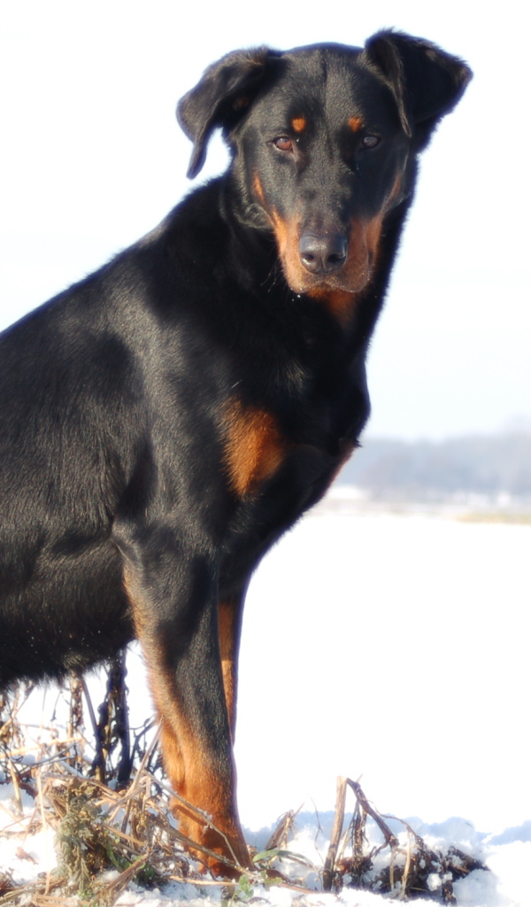 Взрослый красивый босерон сидит на снегу