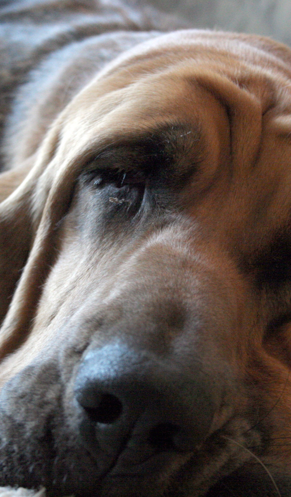 Взрослый бладхаунд заснул