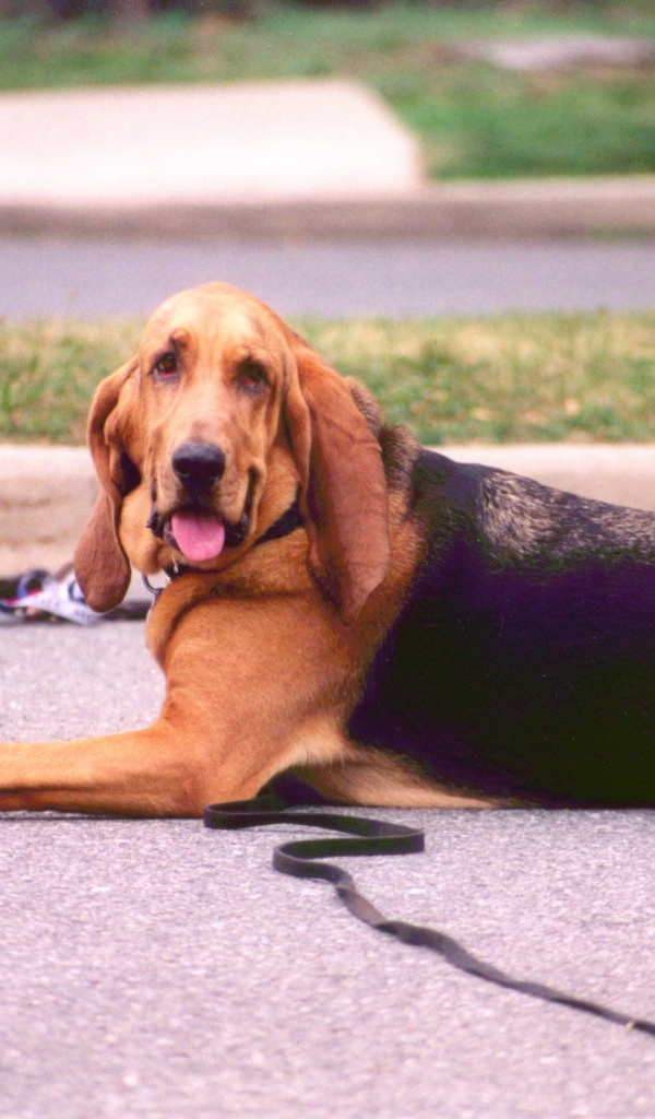 Взрослый бладхаунд лежит на дороге