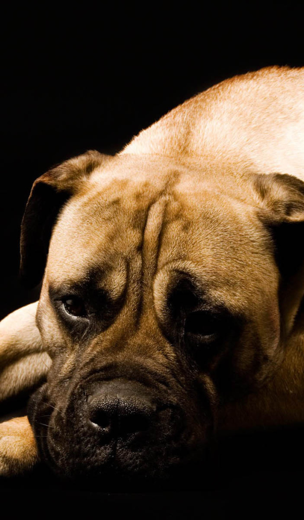 Взрослый боксёр на чёрном фоне