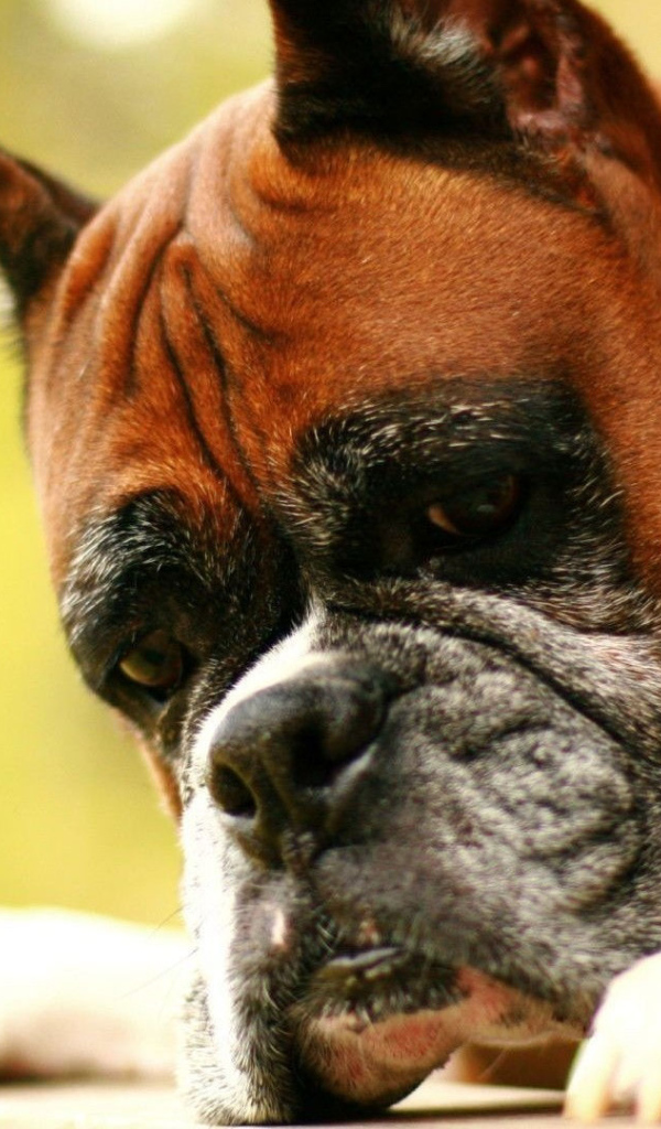 Взрослый боксёр что-то увидел