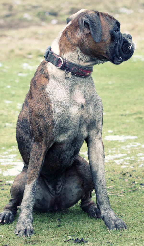 Взрослый боксёр сидит на поляне