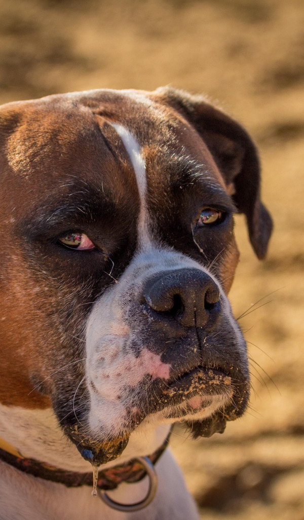 Взрослый боксёр с грустным взглядом