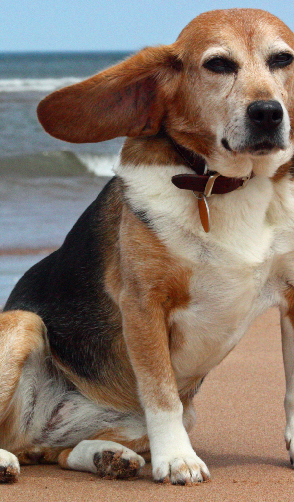 Взрослая смешная собака породы бигль возле моря