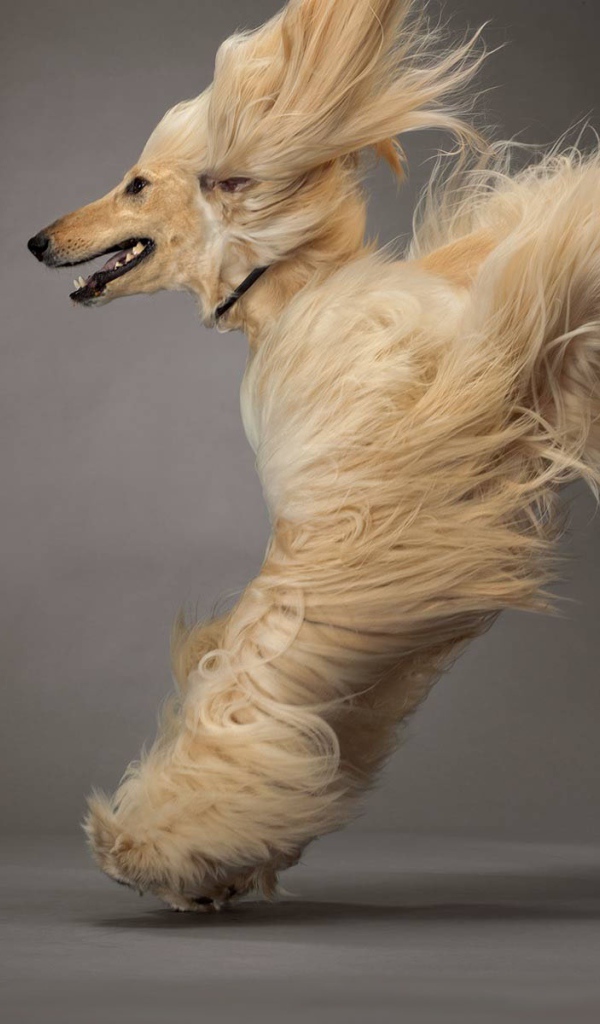 Афганская борзая в прыжке