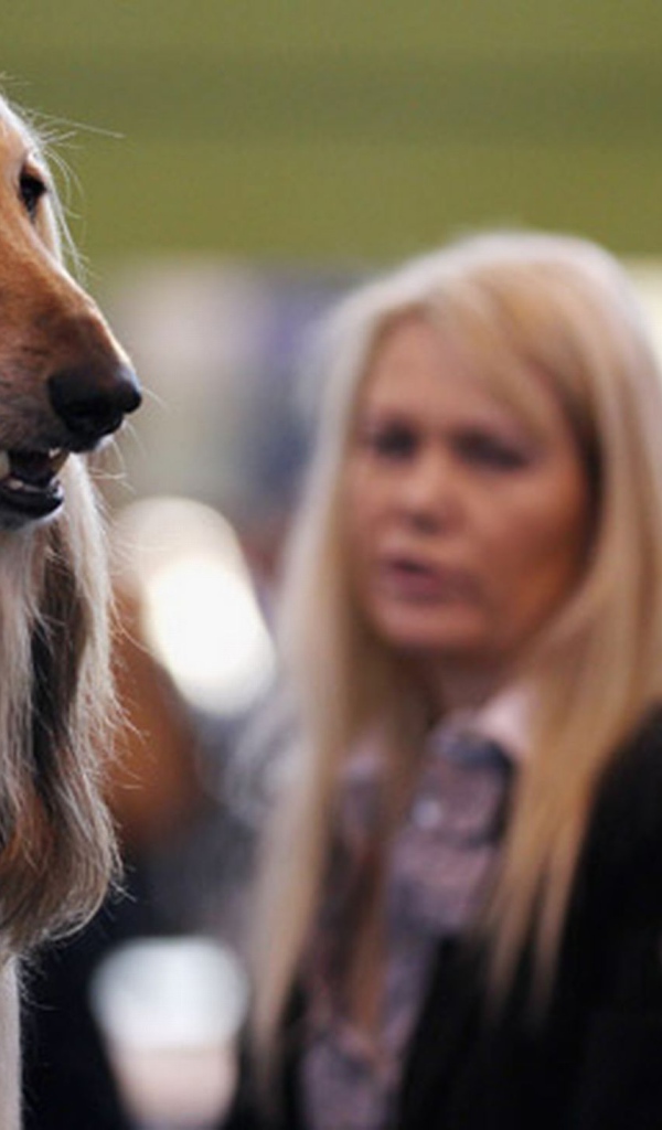 Афганская борзая на фоне девушек