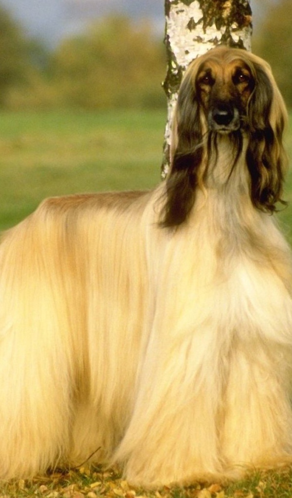 Афганская борзая на природе