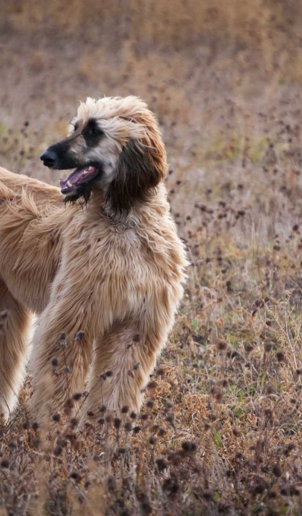 Афганская борзая в засохшей траве