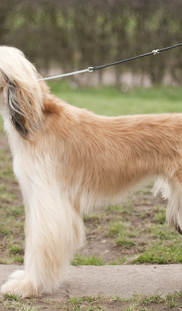 Афганская борзая позирует