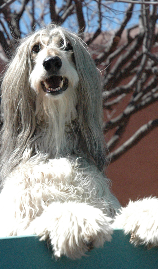 Афганская борзая охраняет территорию