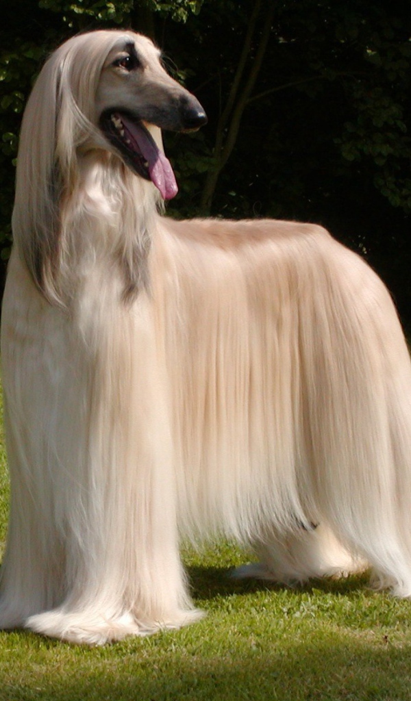 Афганская борзая с ухоженной шерстью