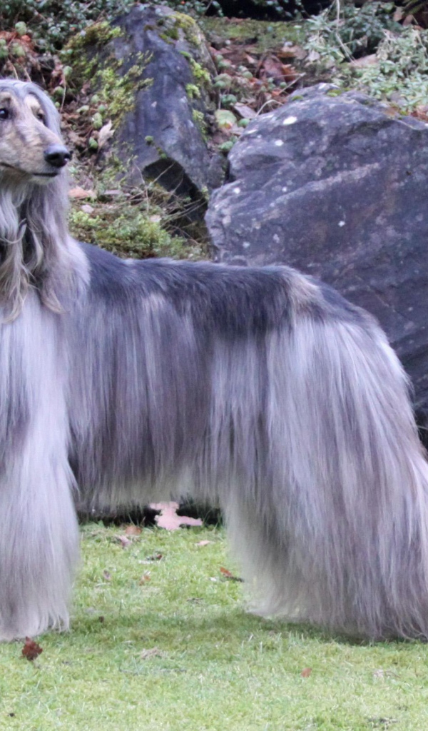 Афганская борзая с серой шерстью
