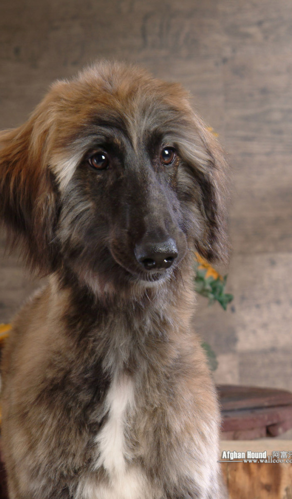 Афганская борзая с грустными глазами
