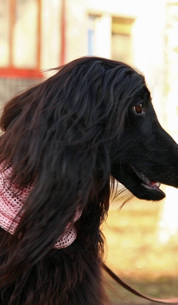 Афганская борзая на прогулке