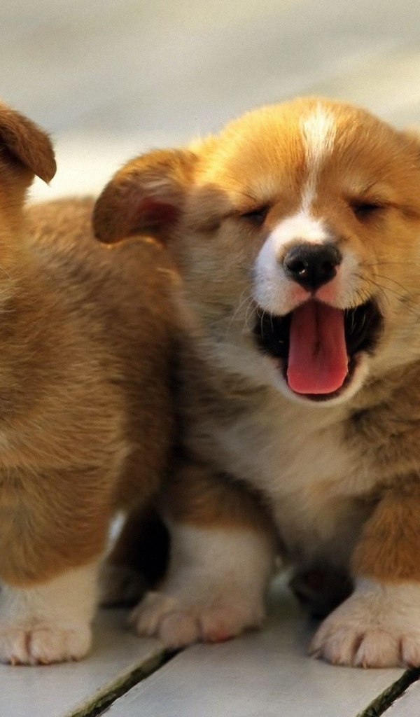 Щенки акита-ину