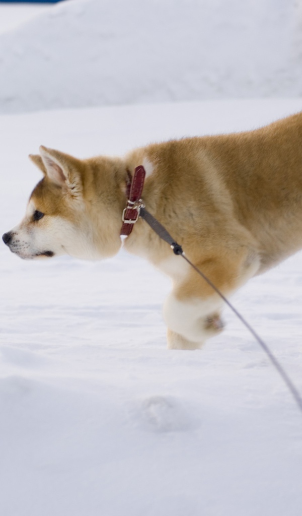 Акита-ину идёт по следу