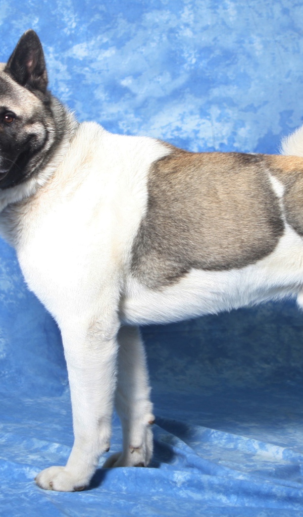 Акита-ину на голубом фоне