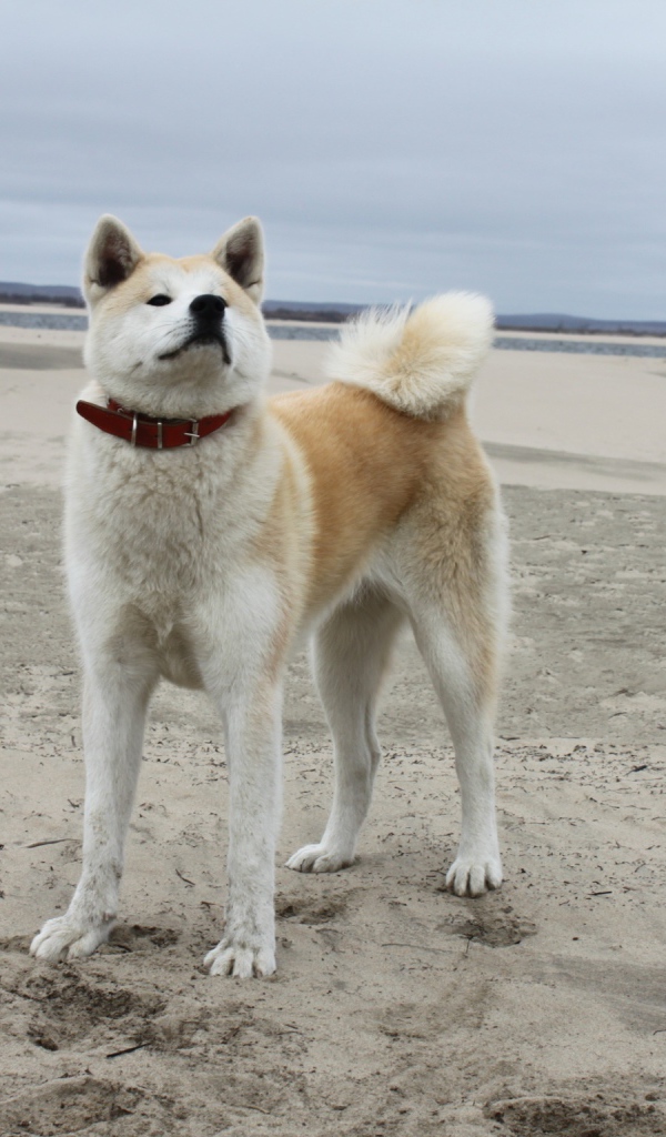 Акита-ину на песчанном пляже