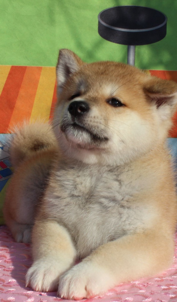 Щенок акита-ину лежит на покрывале