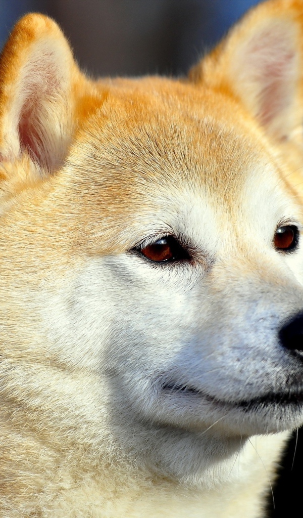 Акита-ину засмотрелась