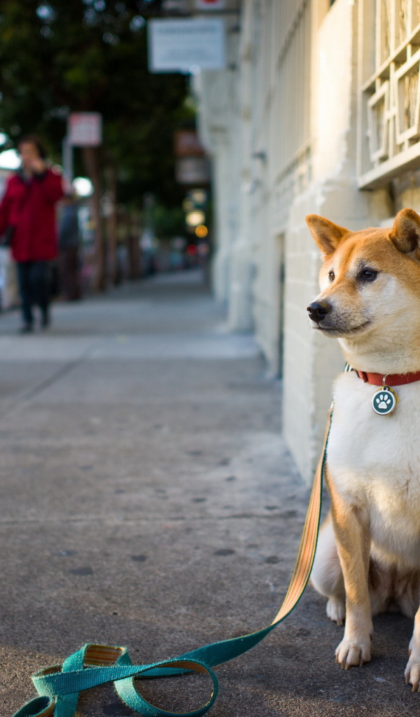 Акита-ину ждёт хозяина