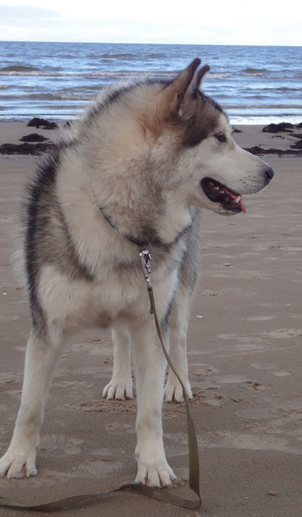 Аляскинский маламут на берегу моря